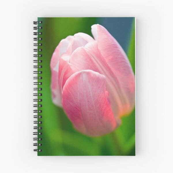 Artikelvorschau, Sun touched Tulip entworfen und verkauft von Nala.