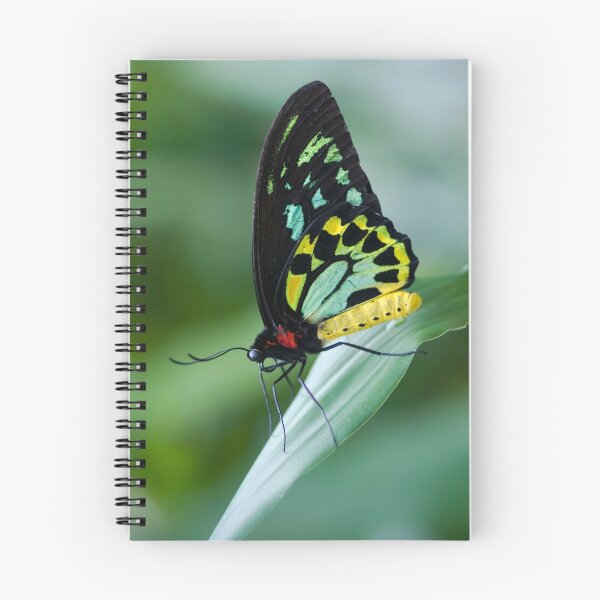 Item preview, Cairns Birdwing Butterfly designed and sold by Jenny Dean.