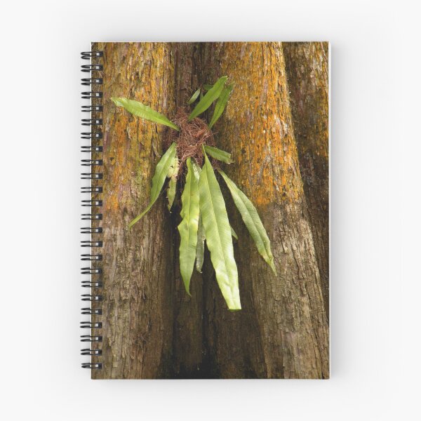 Item preview, Growth on the Cypress Tree designed and sold by Rosalie Scanlon.