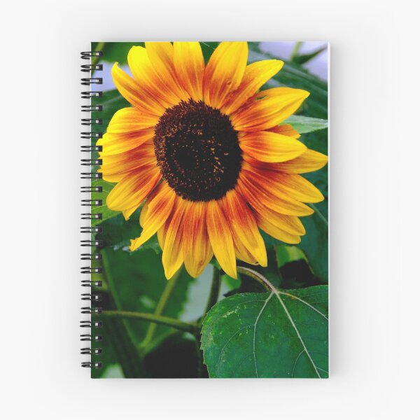 Aperçu de l'œuvre LANCASTER SUNFLOWER  créée et vendue par MIKESANDY.