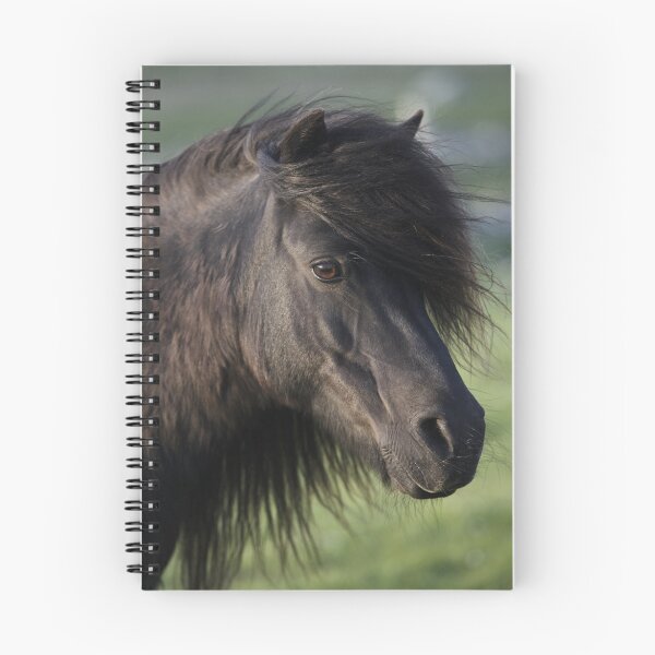 Aperçu de l'œuvre Shetland Poney Mare créée et vendue par Frances144.