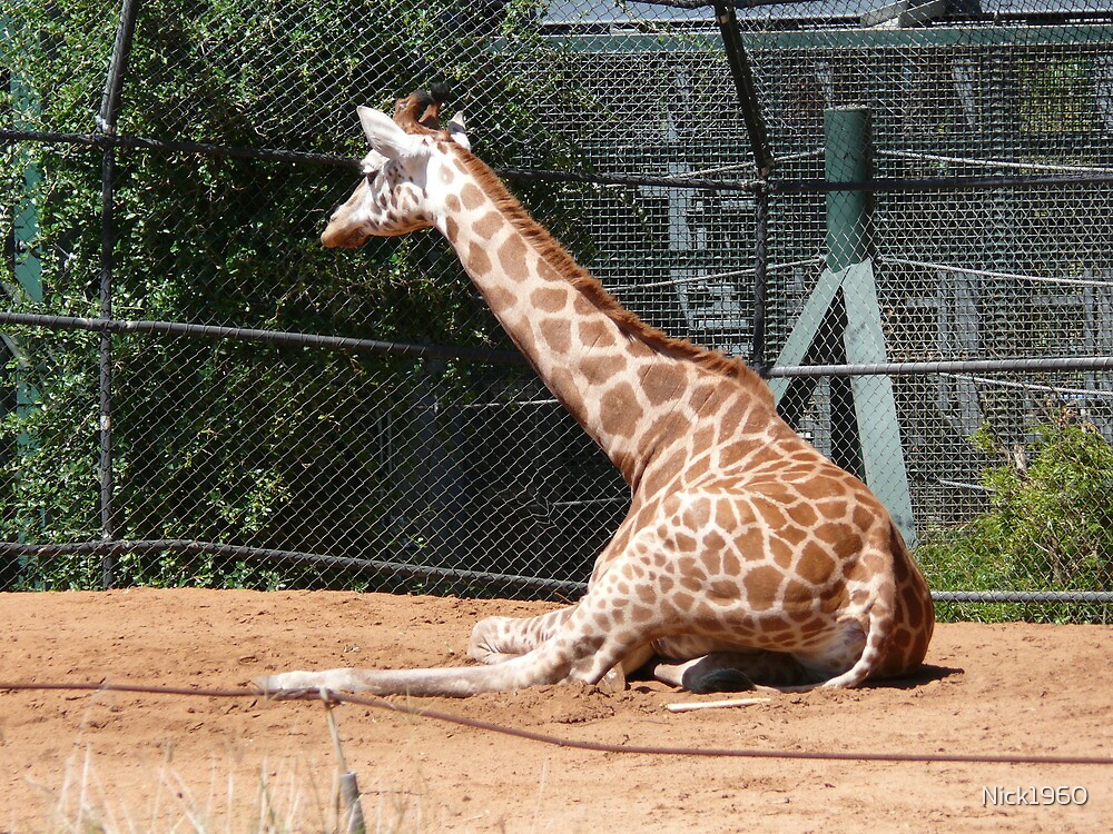 "Baby Giraffe Perth Zoo" by Nick1960 Redbubble