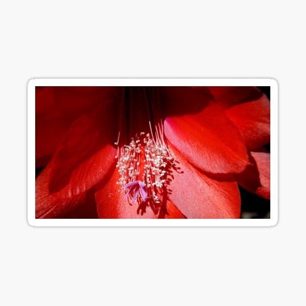 Item preview, Red Cacti at Magpie Springs by Avril Thomas designed and sold by MagpieSprings.