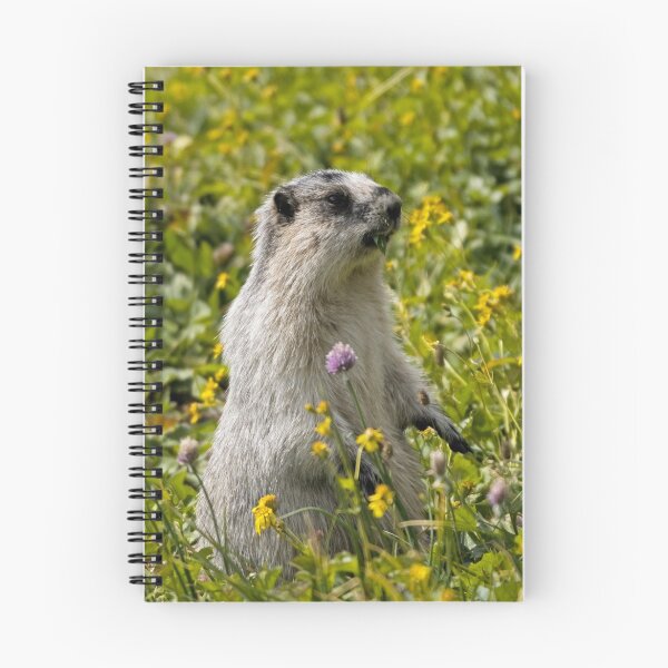 Item preview, Hoary marmot - Glacier National Park designed and sold by starsofglass.