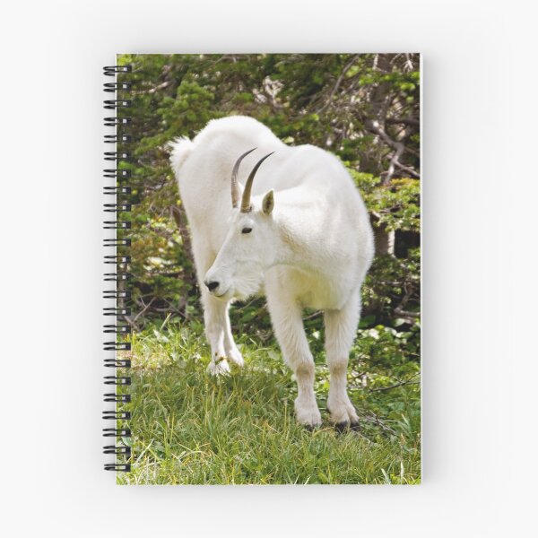 Artikelvorschau, Mountain goat - Glacier National Park entworfen und verkauft von starsofglass.