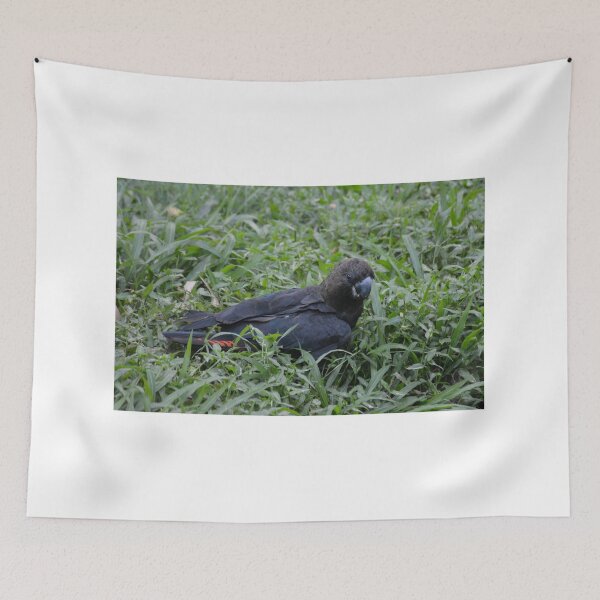 Item preview, Cockatoo in the Grass designed and sold by CodyLaskeyPhoto.