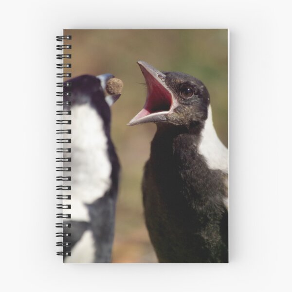 Item preview, Hungry Magpie Fledgling designed and sold by Tamara  Kenneally.