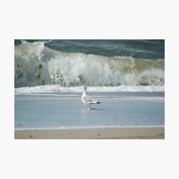 Item preview, seagull designed and sold by rondinara.