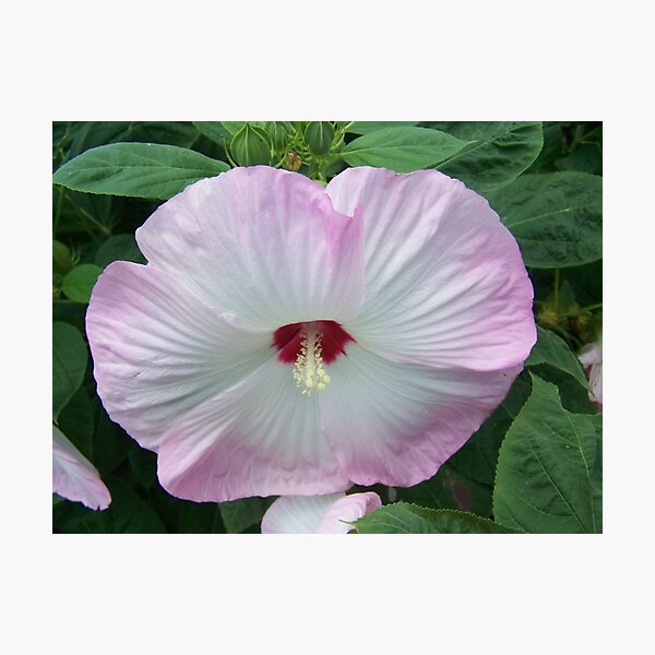 Item preview, Nappannee Rose of Sharon designed and sold by Rocky Henriques.