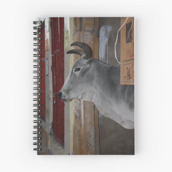 Item preview, City Cow, Jaiselmir, Rajasthan, India designed and sold by kojak67.