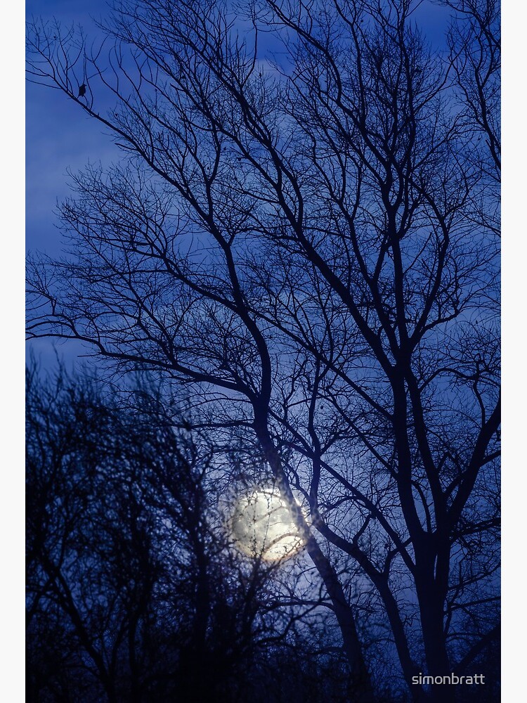 moon and moonlight shining through the bare winter trees art board print by simonbratt redbubble moon and moonlight shining through the bare winter trees art board print by simonbratt redbubble