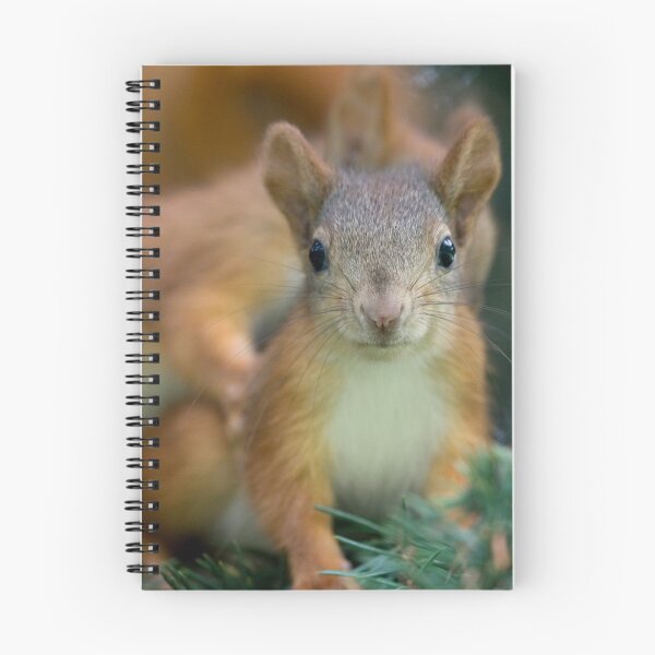 Item preview, Baby Squirrel in the fur tree designed and sold by Sergey Bezberdy.