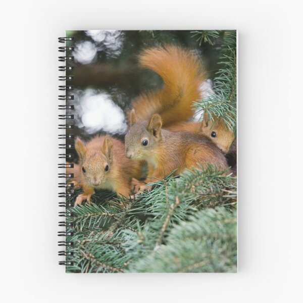 Item preview, Baby Squirrel Play designed and sold by Sergey Bezberdy.
