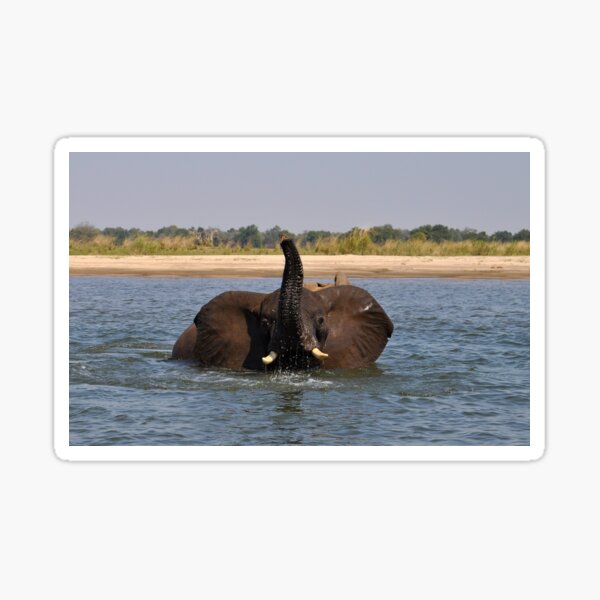 Item preview, elephant in river, portrait, Africa designed and sold by Schoensl.