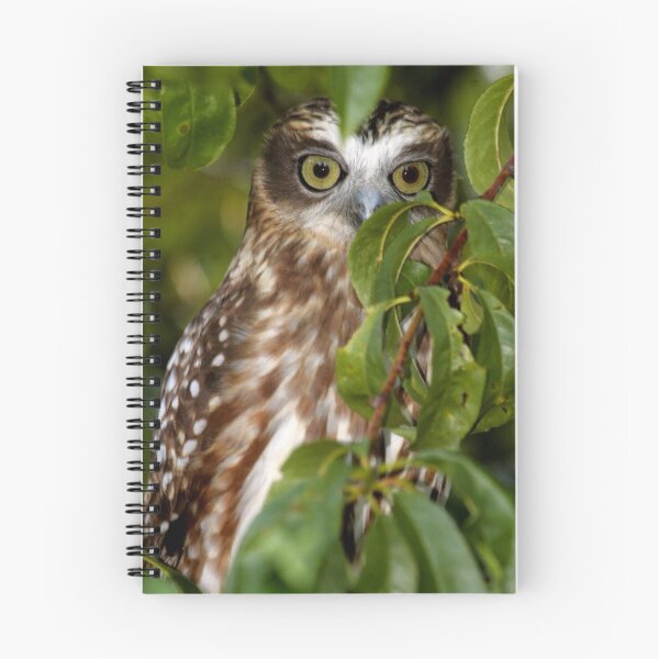 Item preview, Peek-a-Boobook designed and sold by Phillip Weyers.