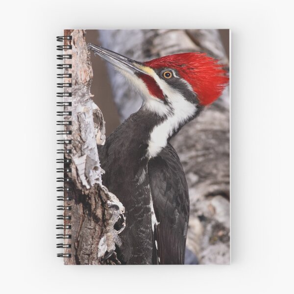 Item preview, Pileated Woodpecker At Close Range designed and sold by Gary Fairhead.