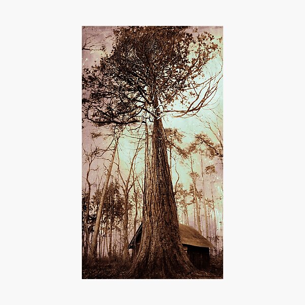 Item preview, redwood designed and sold by SophiaA.