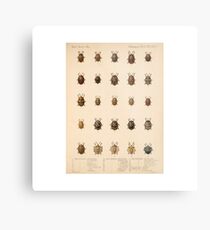 Vintage Insect Science Poster Metal Print