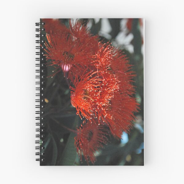 Item preview, Aussie fire : Eucalyptus Blossom.  designed and sold by Lozzar Flowers & Art.