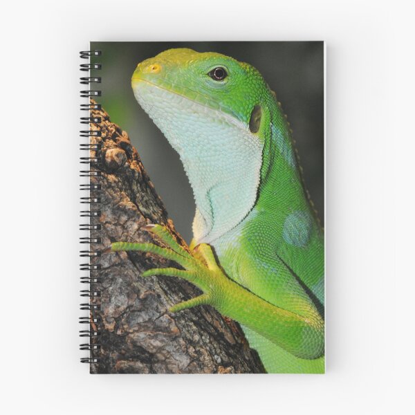 Aperçu de l'œuvre IGUANA créée et vendue par mc27.