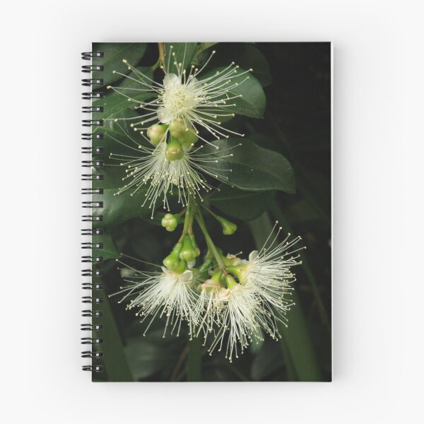 Item preview, Lilly Pilly blossoms designed and sold by CapturedByKylie.