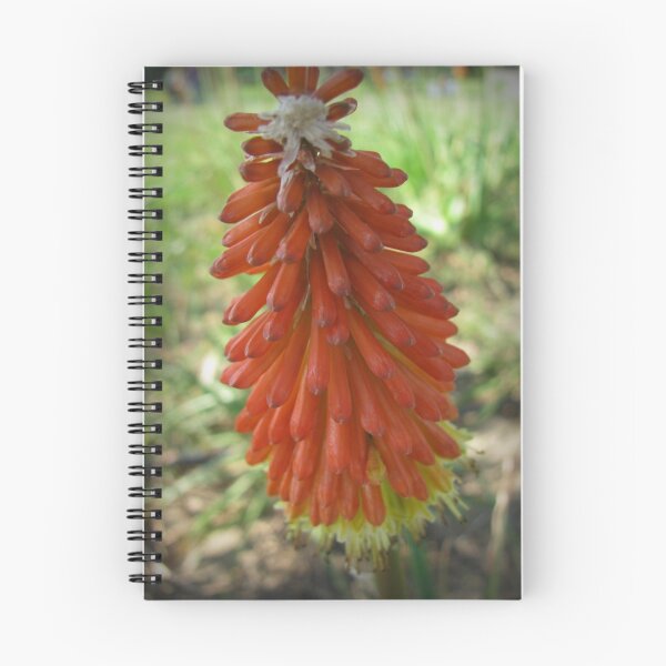 Item preview, Red Hot Poker designed and sold by rasim1.