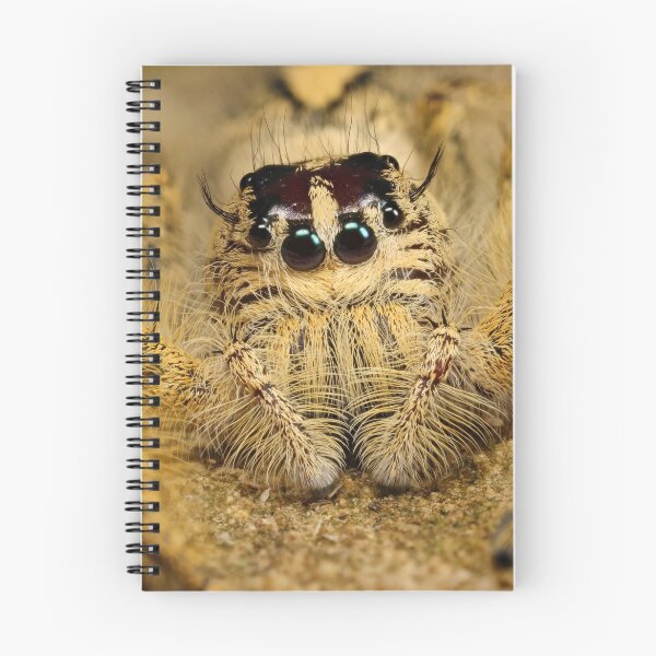 Item preview, worlds biggest jumping spider designed and sold by Scott Thompson.