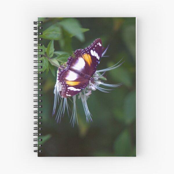 Item preview, Wingspan - Common Eggfly Butterfly designed and sold by Jenny Dean.