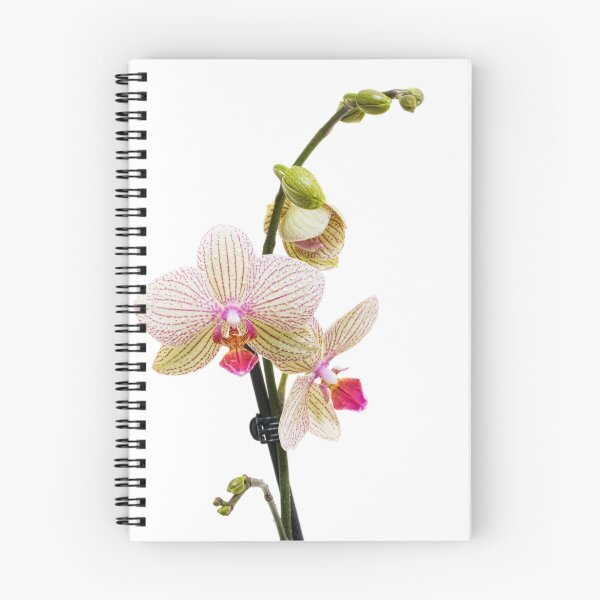Item preview, Elegance designed and sold by Lynne Morris.