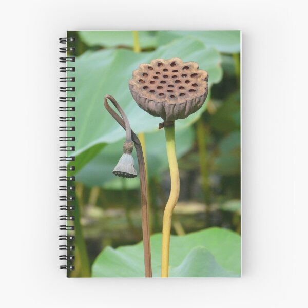 Item preview, Lotus lily pods designed and sold by ChristinaR.