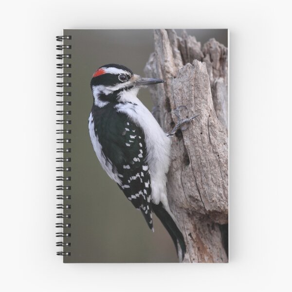 Item preview, Hairy Woodpecker Male designed and sold by Gary Fairhead.