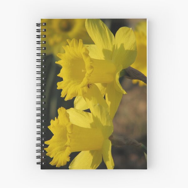 Item preview, Sunset On The Daffodils designed and sold by NatureGreeting Cards ©ccwri.
