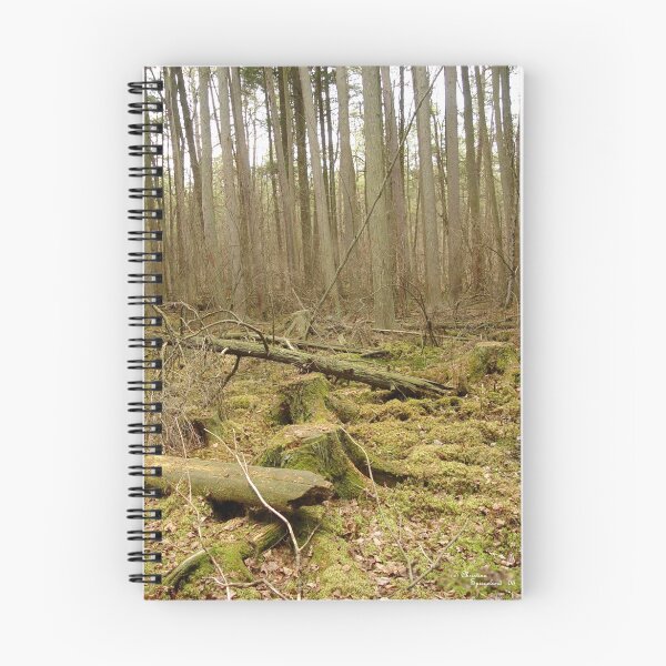 Item preview, Bosque Mossy - Bosque Estatal del Líbano designed and sold by TranquilArt.