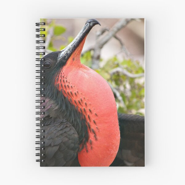Item preview, Frigate Bird - Galapagos Islands designed and sold by Sue Earnshaw.