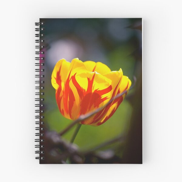 Item preview, flamboyant tulip... designed and sold by Allan  Erickson.