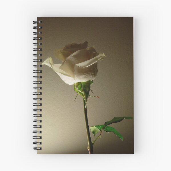 Item preview, Single Cream Rose 2 designed and sold by TranquilArt.