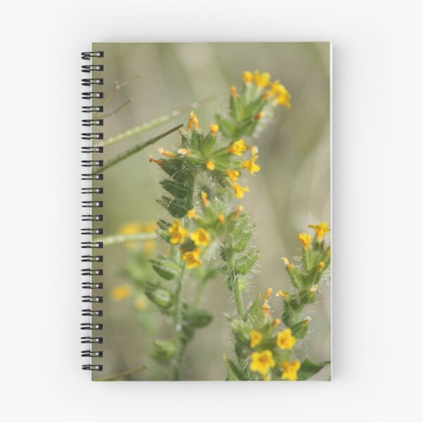 Item preview, Amsinckia menziesii, Fiddleneck, Rancher's Fireweed; Along Interstate 10 Ca & AZ March 2010 (140 Views 5/25/2011) designed and sold by leih2008.