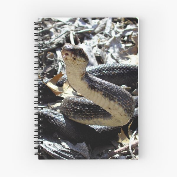 Item preview, Elaphe obsoleta (First BIG SNAKE of the year) designed and sold by Carla Wick/Jandelle Petters.