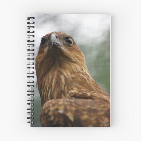Item preview, Whistling Kite designed and sold by Tamara  Kenneally.