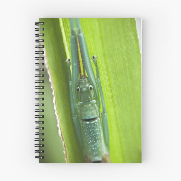 Item preview, peppermint stick insect - cape tribulation designed and sold by col hellmuth.
