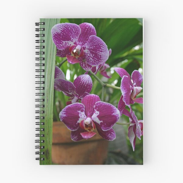 Item preview, Potted orchids designed and sold by Lauren Banks.