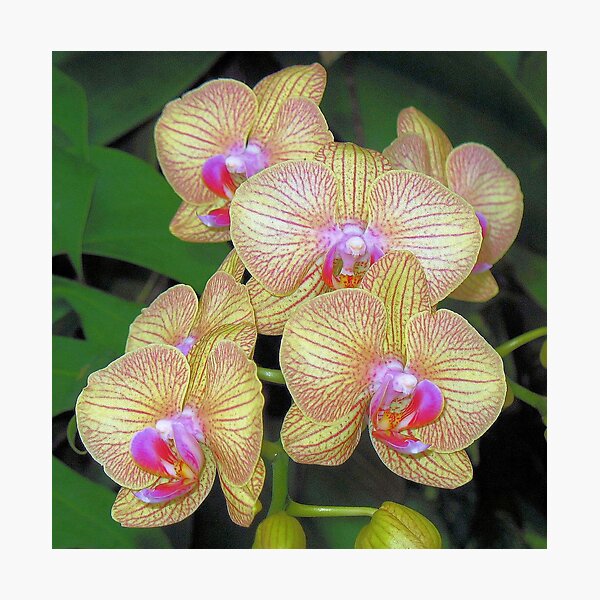 Always beautiful Photographic Print