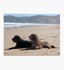 Briard Beach Bums #2 Photographic Print