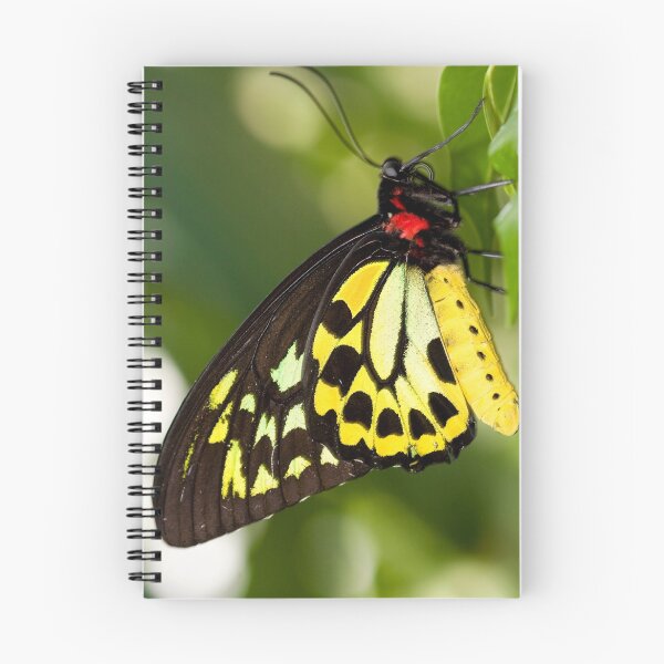 Item preview, Pretty Fly designed and sold by Peter Pevy.