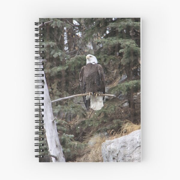 Aperçu de l'œuvre Bald Eagle 3 créée et vendue par Santa Tom Kliner.
