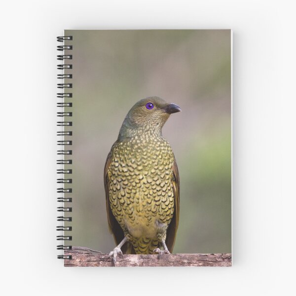 Artikelvorschau, Ptilonorhynchus violaceus - Female Satin Bowerbird entworfen und verkauft von PurelyPrime.