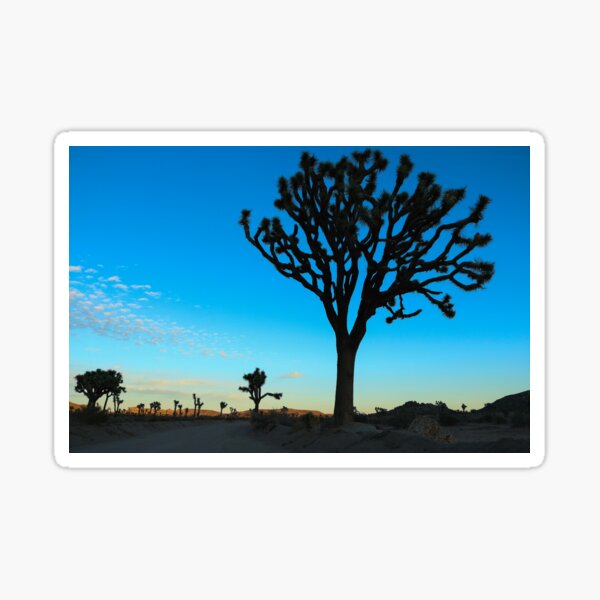 Item preview, Tall Joshua Trees at Sunset  designed and sold by teslascender.