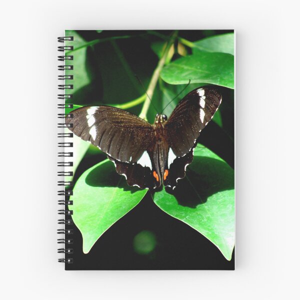 Item preview, Black beauty designed and sold by Paige.