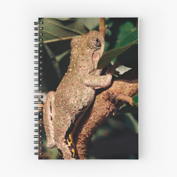 Item preview, Emerald Spotted Tree Frog - Litoria peronii designed and sold by Normf.