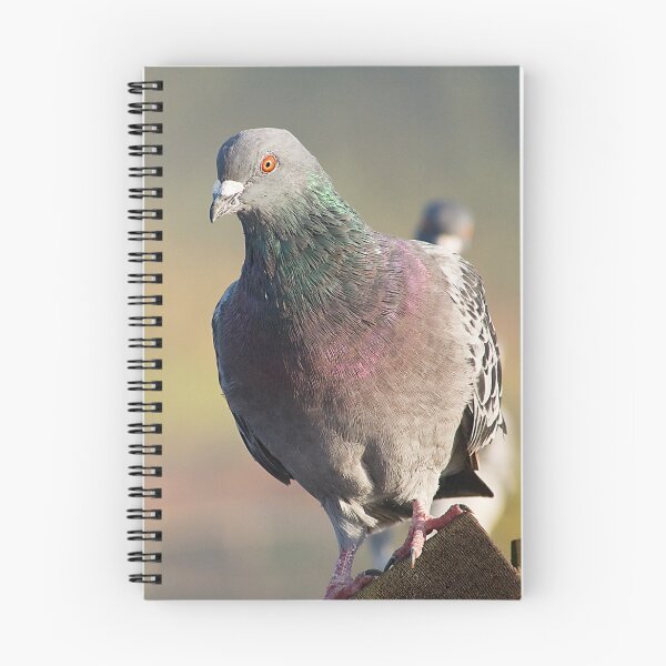 Item preview, Pigeon designed and sold by Tracy Riddell.